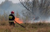 Rozległy pożar traw i poszycia przy Kalinkowej w Grudziądzu [zdjęcia]