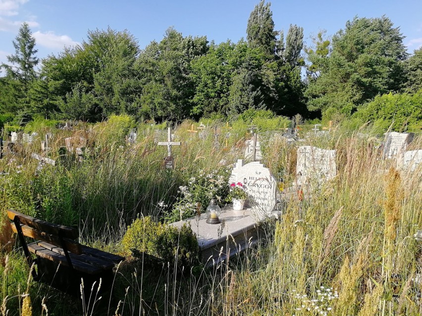 Dzikie łąki w Szczecinie. Zarośnięte alejki na Cmentarzu Centralnym