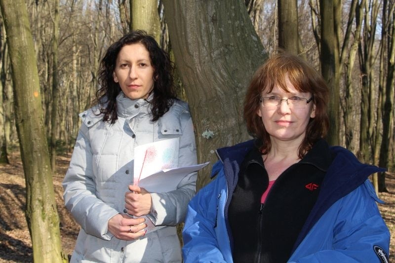 Las Zwierzyniecki. Urzędnicy chcą wyciąć 500 drzew. Mieszkańcy protestują i zbierają podpisy (zdjęcia, wideo)