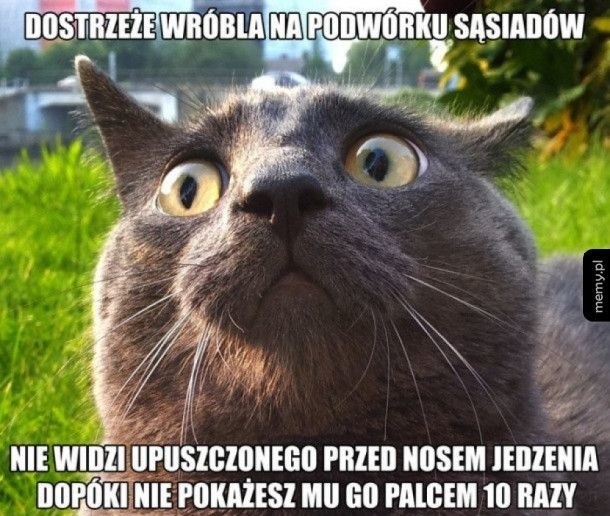 Najzabawniejsze memy o kotach 2022