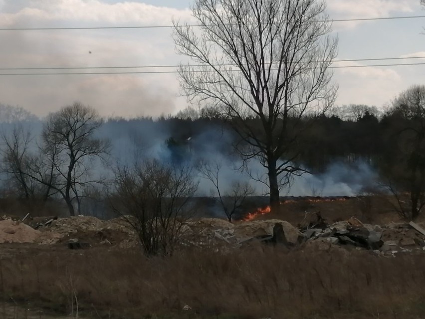 Pożar traw nad rzeką Kamienną w Skarżysku. Ogień w pobliżu zabudowań 