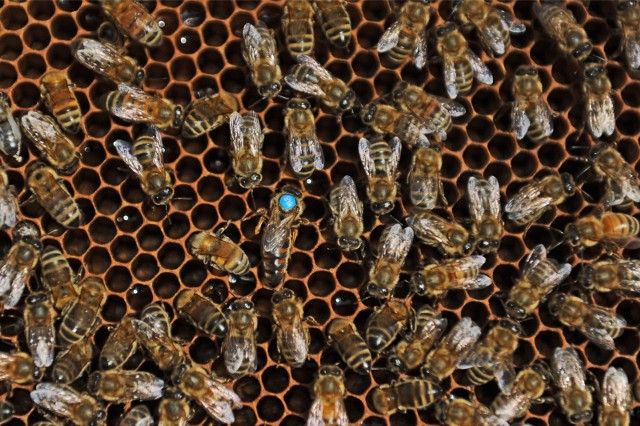 Sejmik Województwa Śląskiego uchwalił zakaz utrzymywania pszczół syntetycznej linii Buckfast