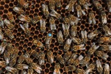 Zakaz utrzymywania pszczół syntetycznej linii Buckfast. Sejmik Województwa Śląskiego podjął uchwałę