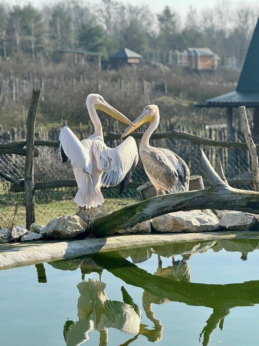 Emilio i Torsten - oto nowi mieszkańcy Zoo "Leśne Zacisze" w Lisowie. To dwa samce pelikanów różowych
