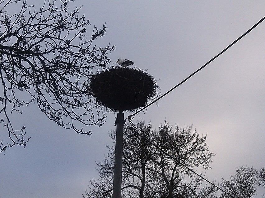 Bocian przyleciał dziś do swojego gniazda w Łęgnowie.