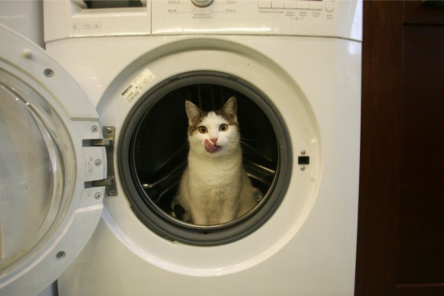 Światowy Dzień Kota: Zobacz zdjęcia kotków!