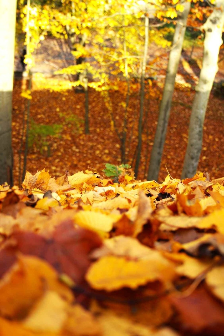 Jesień w Parku w Koszalinie