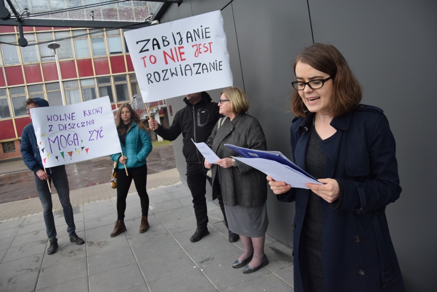 Protest przeciwko planom wybicia krów odbył się przed...