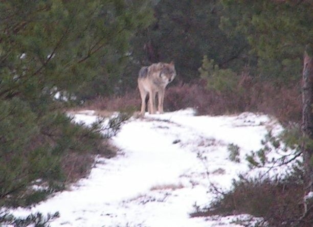 W powojennej Polsce wilk ani razu nie skrzywdził człowieka....