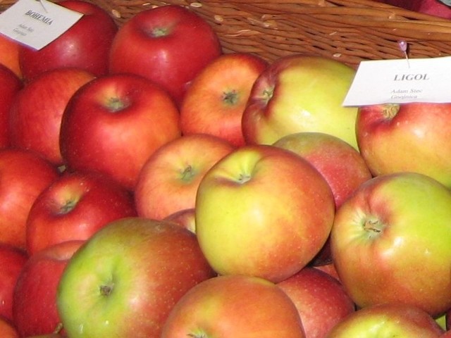 Teraz nasi sadownicy, zamiast na rosyjski rynek sprzedają swoje jabłka do zachodniej Europy oraz do Chin.
