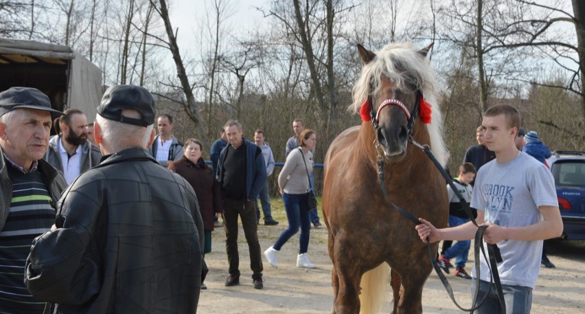 Targi koni i drobnego inwentarza w Proszowicach [ZDJĘCIA]