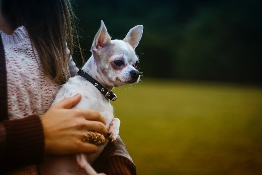 Psy rasy Chihuahua to zwierzęta niewielkich rozmiarów (ważą...