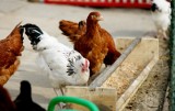 Ministerstwo chce większej ochrony przed ptasią grypą