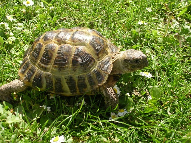 Największe egzemplarze żółwi stepowych osiągają niewiele ponad 20 cm. Charakterystyczne cechy tego gatunku to ciemne plamy na każdej tarczy skorupy oraz cztery pazurki na każdej nodze