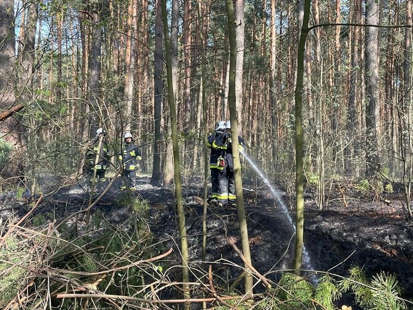 Pożar lasu na terenie gminy Kazanów, w powiecie zwoleńskim