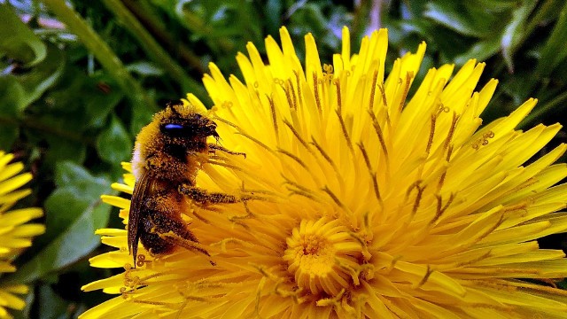 Na świecie znanych jest ponad 20 tys. gatunków pszczół, tak ważnych dla nas owadów,