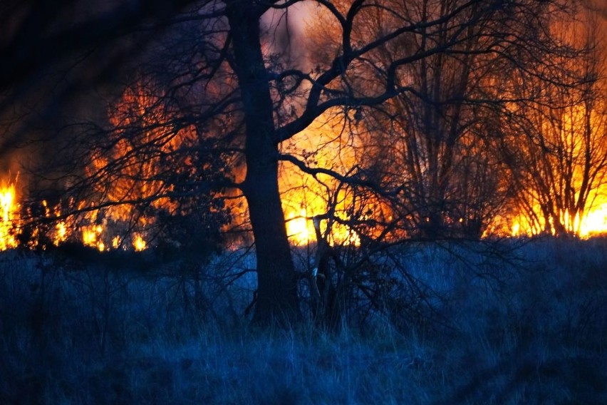 Pożar traw w Łabędziowie w gminie Morawica. Strażacy w akcji. Zobacz zdjęcia
