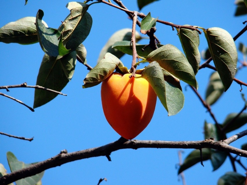 Owoc kaki jest znany także jako persymona oraz owoc szarona....