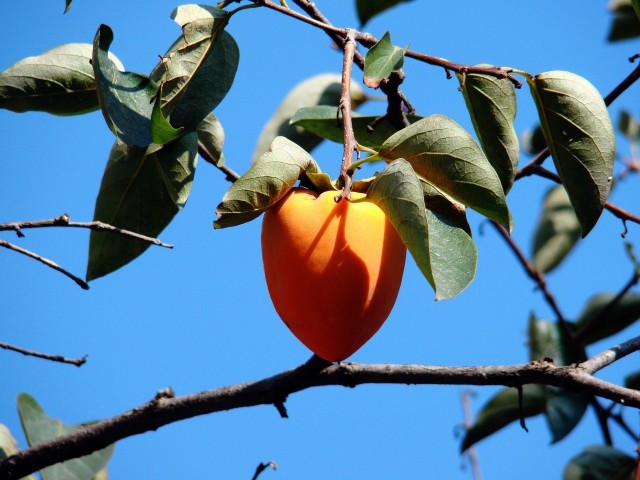 Owoc kaki jest znany także jako persymona oraz owoc szarona. Ma przyjemny smak i jest zdrowy.