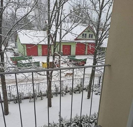 Odłowiona wilczyca nie zostanie w Białowieży. Zebrano pieniądze na budowę wybiegu (zdjęcia, wideo)