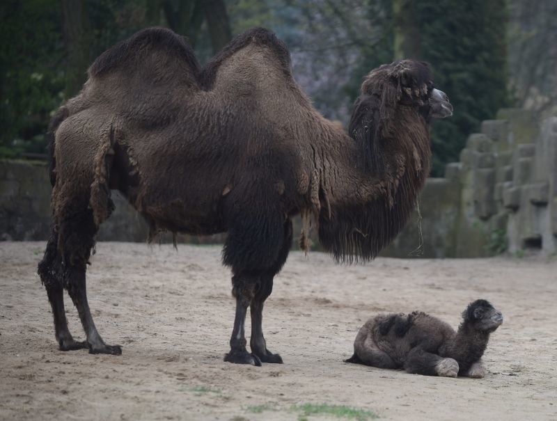 Wielbłądy w łódzkim zoo