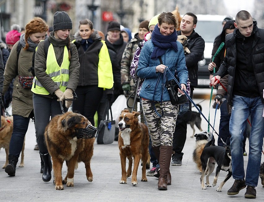 "Psiemarsz" czyli świąteczny przemarsz zwierząt na Piotrkowskiej [ZDJĘCIA]