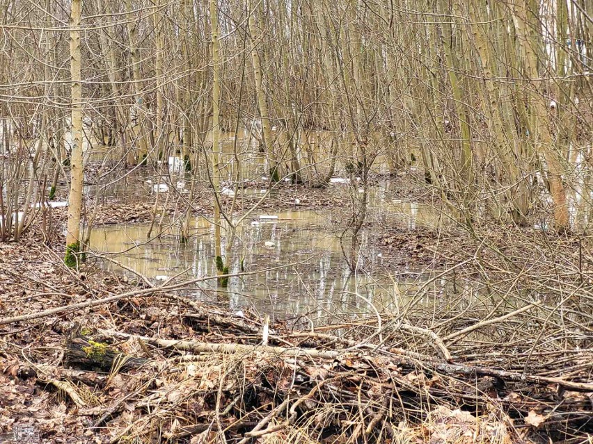 Po deszczach powstał w Słupsku naturalny zbiornik retencyjny, w miejscu gdzie miasto wybuduje... zbiorniki retencyjne