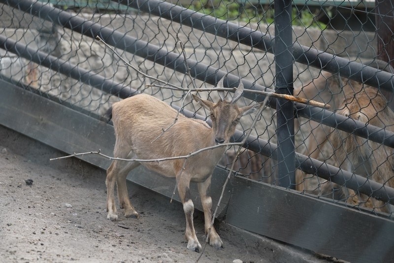 Na wybiegach Ogrodu Zoobotanicznego zobaczyć można młode wielu gatunków. To prawdziwy zwierzęcy baby boom