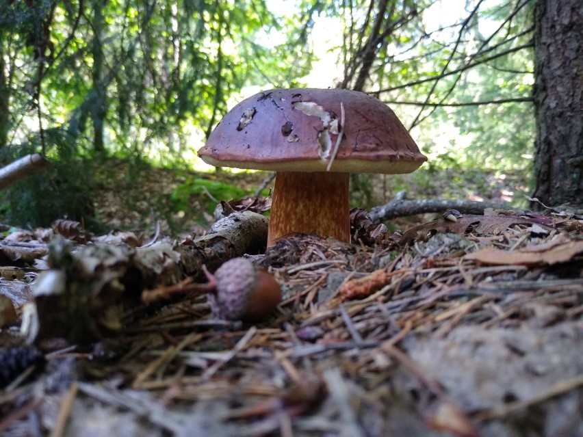 Wysyp grzybów w lubelskich lasach. Nasi Czytelnicy chwalą się swoimi zbiorami