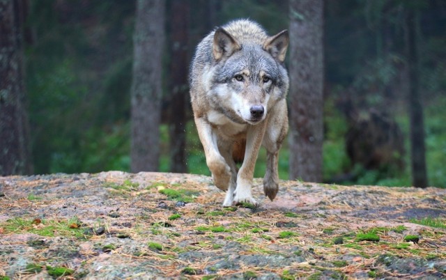 Leśnicy potwierdzają, że w Bogdańcu wilki podchodzą coraz bliżej zabudowań. Nie należy lekceważyć tych zwierząt.