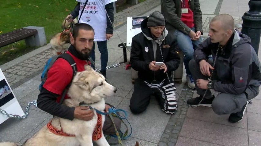 Psy już nie na łańcuchu. Czy nowelizacja poprawi ich los? WIDEO