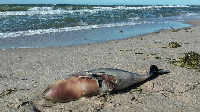 Na plaży w Mielnie odnaleziono młodego martwego morświna....