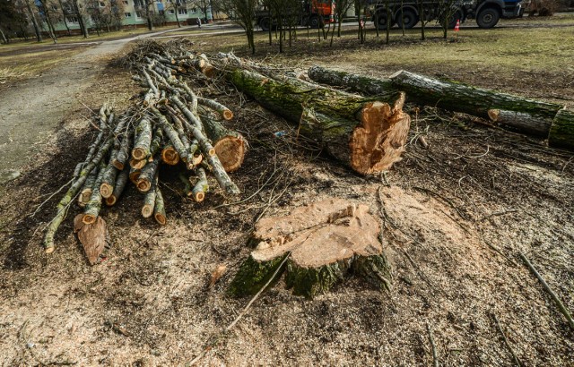 Piły poszły w ruch po wejściu w życie 1 stycznia 2017 roku nowych przepisów, znoszących obowiązek uzyskania zezwolenia na usunięcie drzewa lub krzewu z własnej posesji