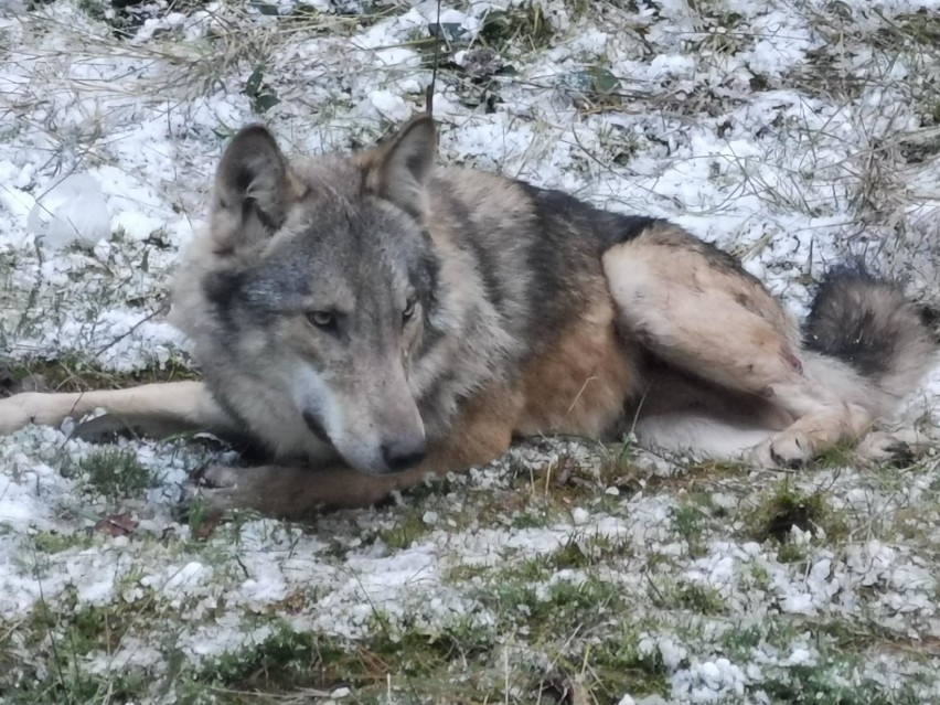Potężny wilk schwytany przez naukowców w świętokrzyskich lasach. Zobaczcie niesamowite zdjęcia