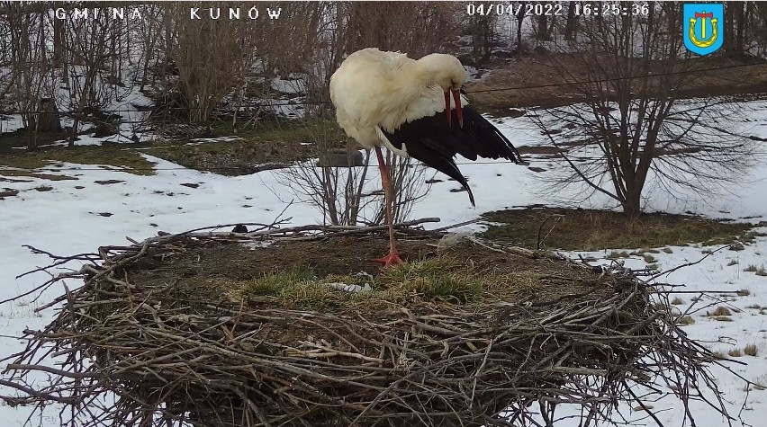 Bociany przyleciały do gminy Kunów. Można je podglądać na żywo, dzięki kamerce