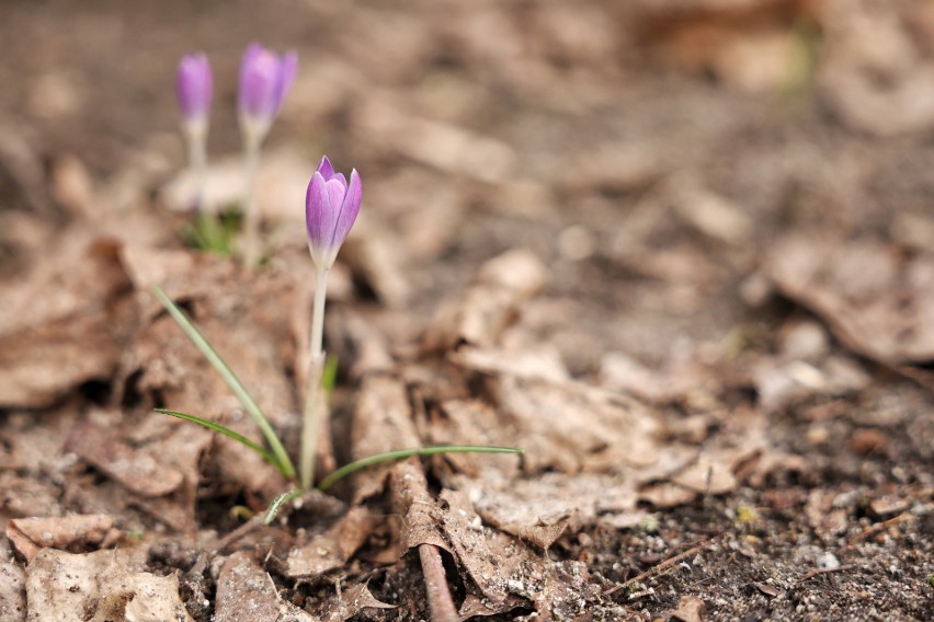 Przyroda poznańskiej Cytadeli budzi się do życia. Kwitnące kwiaty robią wrażenie. Zobacz zdjęcia!