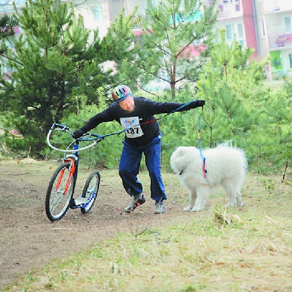 Nie wszystkie jednak psy rwały się do biegu. Ten nie  miał...