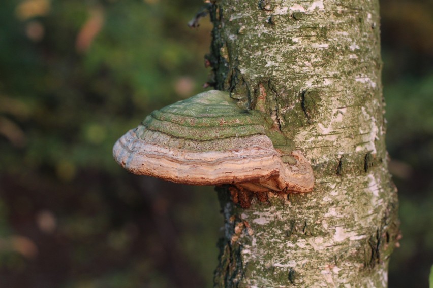 Huby występują na różnych drzewach, ale też drewnianych...