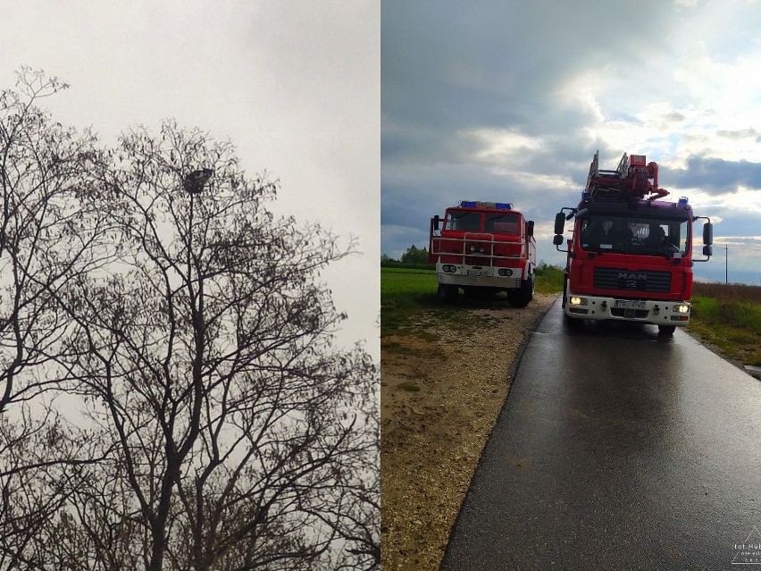 Wichura szaleje, a przerażony kot siedzi od kilku dni na gigantycznym drzewie w Raczycach, w powiecie buskim [ZDJĘCIA, WIDEO]