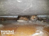Wrocław: Koty maine coon trzymane we własnych odchodach [ZDJĘCIA]