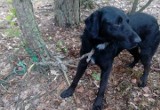 Ktoś przywiązał psa do drzewa w lesie w Durdach i pozostawił! Kto rozpoznaje tego czworonoga i zna właściciela? (ZDJĘCIA)