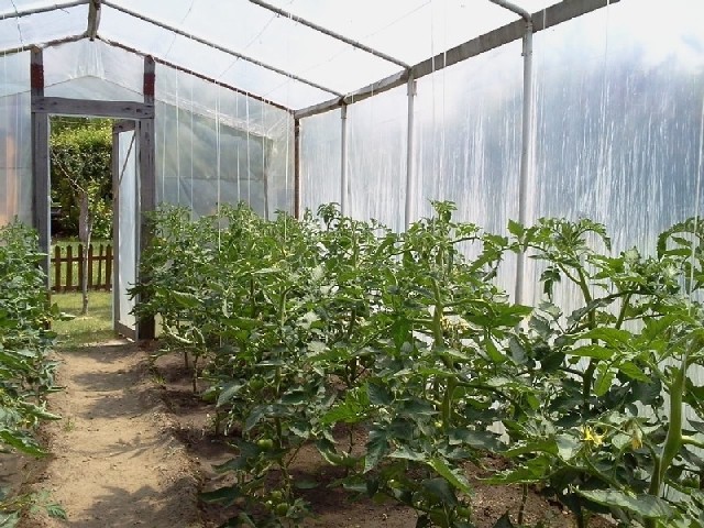 Szklarnia w ogrodzieWe własnej szklarni możemy uprawiać pomidory. Będą rzadziej chorowały niż te w ogrodzie.