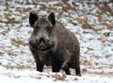 Myśliwi nie chcą strzelać do dzików. Twierdzą, że masowy odstrzał dzików to akcja polityczna. – To będzie rzeź - mówią