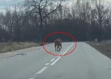 Opolska krowa Wiracha uciekła z gospodarstwa koło Praszki. Chodzi na wolności już prawie dwa miesiące! [WIDEO]