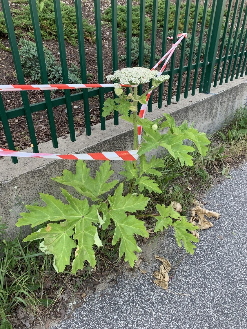 Przy ulicy Jarocińskiej wyrósł pierwszy w Toruniu Barszcz...