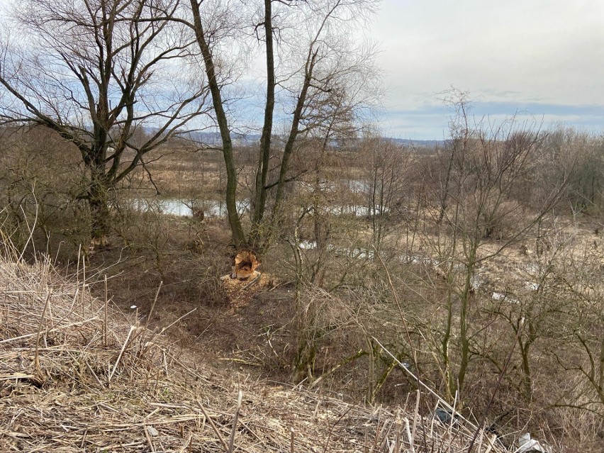 Bobry na Podkarpaciu niszczą drzewa wzdłuż rzeki Wisłok [ZDJĘCIA]