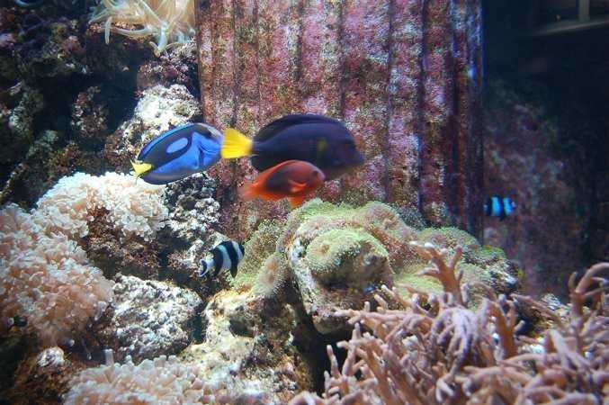 Blue Reef Aquarium w North Shields