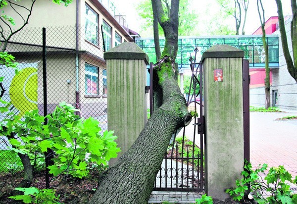 W parku Poniatowskiego drzewo uszkodziło furtkę w bramie...