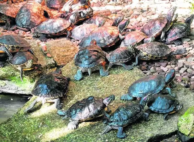 W Palmiarni zamieszkały żółwie czerwonolice, żółtolice i żółtobrzuche. 