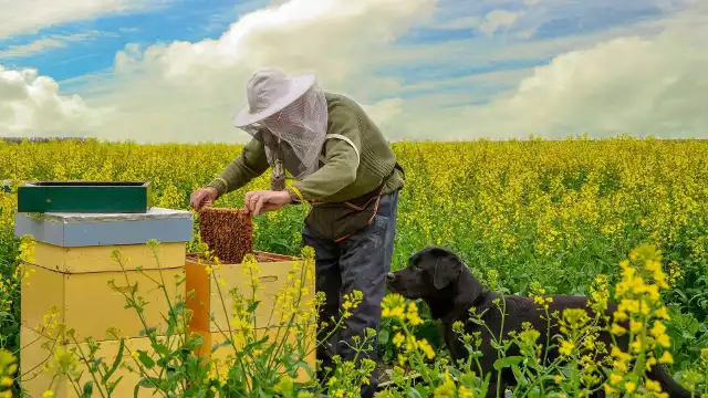 Celem programu jest zwiększenie populacji pszczoły miodnej o ok. 600 rodzin pszczelich w mikropasiekach zarejestrowanych na terenie województwa kujawsko-pomorskiego. Wsparcie obejmuje zakup pszczół, uli z wyposażeniem oraz szkolenia.